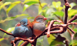 
പക്ഷികള്‍ക്കിടയിലും ഡിവോഴ്‌സോ? വിചിത്രമായ കണ്ടെത്തല്‍ 