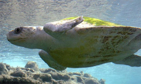 നദി ശുചീകരിക്കാന്‍ ആയിരം കടലാമകളെ ഗംഗയില്‍ നിക്ഷേപിക്കാന്‍ പദ്ധതി 