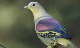 കോയമ്പത്തൂരില്‍ കണ്ടെത്തിയത് 190 പക്ഷിയിനങ്ങളെ: സര്‍വ്വേ ഒരു മാസത്തിനകം പൂര്‍ത്തിയാകുമെന്ന് അധികൃതര്‍ 