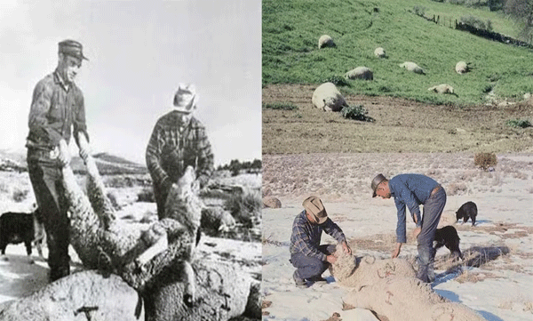 വിമാനത്തില്‍ നിന്ന് അപകടകാരികളായ രാസായുധം വീണു: യുഎസ് മലനിരകളില്‍ ചത്തൊടിങ്ങയത് 6,000 ആടുകള്‍