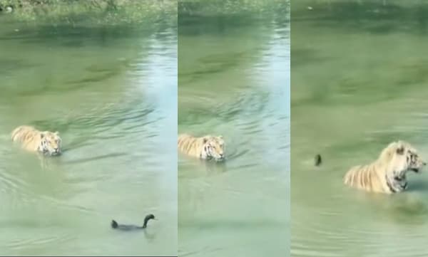 Duck escapes from tiger (Image Source: Twitter)