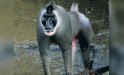 പ്രസവത്തിന് പിന്നാലെ മരിച്ച സ്വന്തം കുഞ്ഞിന്റെ മൃതദേഹം സൂക്ഷിച്ചുവെച്ചു ; ഏതാനും ദിവസം കഴിഞ്ഞപ്പോള്‍ മാതാവ് തിന്നാന്‍ തുടങ്ങി...!!