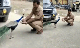 സൗഹൃദമിതെന്നുമൊരു സുന്ദര കിസ്സ..... മയിലും പോലീസുകാരനും  ചങ്ങാത്തം കൂടുന്ന വീഡിയോ