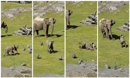 പക്ഷിക്കൂട്ടത്തിന് പിന്നാലെ ഓടുന്നതിനിടയില്‍ തെന്നി വീണു: ഒടുവില്‍ അമ്മയ്ക്കരികില്‍ തിരികെയെത്തി കുട്ടിയാന: വീഡിയോ വൈറല്‍ 
