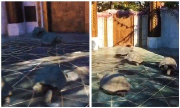 ടൈലിട്ട തറയിലൂടെ അതിവേഗം ഓടുന്ന ആമകള്‍: അമ്പരന്ന് നെറ്റീസണ്‍സ് 