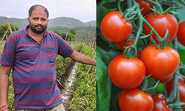 ഈ വര്‍ഷം വില്‍പ്പന നടത്തിയത് 18,000 പെട്ടി തക്കാളി ; എട്ടു ദിവസം കൊണ്ട് ലാഭമുണ്ടാക്കിയത് മൂന്ന് കോടി രൂപ ; ഇനിയും 4000 പെട്ടി കൂടി വില്‍ക്കാന്‍ ബാക്കി...!