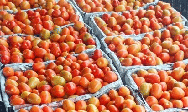 ''എന്റെ പൊന്നു തക്കാളി...'' പൂനെയില്‍ കര്‍ഷകന്റെ വീട്ടില്‍ നിന്നും കള്ളന്മാര്‍ കൊണ്ടുപോയത് 400 കിലോ തക്കാളി...!