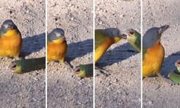 ആക്രമിക്കാന്‍ എത്തിയ പാമ്പിന്റെ കണ്ണ് ചൂഴ്‌ന്നെടുത്ത് പക്ഷി: അമ്പരപ്പിക്കുന്ന വീഡിയോ വൈറല്‍ 





