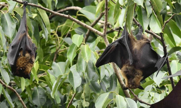 photo-facebook