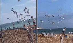 ഇതു വലിയ ശല്യം ആയല്ലോ?: യുവാവിന്റെ പുറകെ നിര്‍ത്താതെ പറന്ന് കടല്‍കാക്കക്കൂട്ടം, ഒടുവില്‍ സംഭവിച്ചത്...  