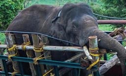 തമിഴ്‌നാട്ടില്‍ കൂട്ടും കുടുംബവുമൊക്കെയായി ; രണ്ടു കുട്ടിയാനകള്‍ ഉള്‍പ്പെടെ പത്തംഗ കാട്ടാനക്കൂട്ടത്തിനൊപ്പം അരിക്കൊമ്പന്‍