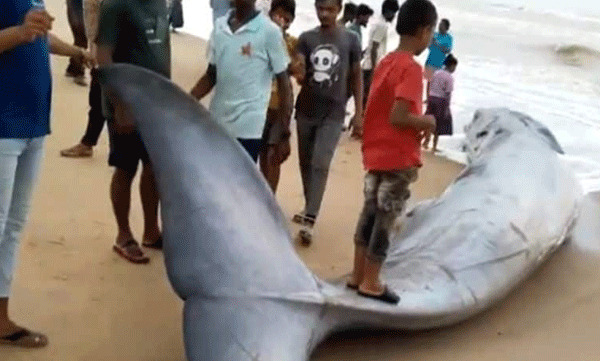 തീരത്ത് അടിഞ്ഞ് 25 അടി നീളവും അഞ്ച് ടണ്‍ ഭാരവുമുള്ള നീലത്തിമിംഗലം: കാണാനെത്തി പ്രദേശവാസികള്‍ 
