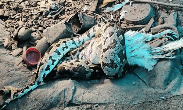 കാടുകളില്‍ പെറ്റുപെരുകുന്നു, എവിടെ നോക്കിയാലും പെരുമ്പാമ്പ്, പൊറുതിമുട്ടി വെള്ളക്കുളങ്ങര ; പകല്‍ കാട്ടില്‍ കയറും രാത്രി ഇരപിടിക്കാനിറങ്ങും ;  ശല്യം കാരണം രാത്രിയാത്രകള്‍ നാട്ടുകാര്‍ ഒഴിവാക്കി 