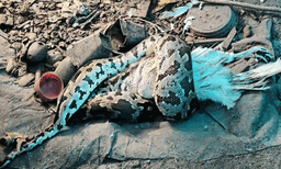 കാടുകളില്‍ പെറ്റുപെരുകുന്നു, എവിടെ നോക്കിയാലും പെരുമ്പാമ്പ്, പൊറുതിമുട്ടി വെള്ളക്കുളങ്ങര ; പകല്‍ കാട്ടില്‍ കയറും രാത്രി ഇരപിടിക്കാനിറങ്ങും ;  ശല്യം കാരണം രാത്രിയാത്രകള്‍ നാട്ടുകാര്‍ ഒഴിവാക്കി 