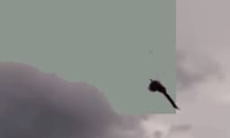 ആകാശത്തോളം പറന്നുയര്‍ന്ന് മയില്‍: അവിശ്വസനീയം എന്ന് നെറ്റീസണ്‍സ് 