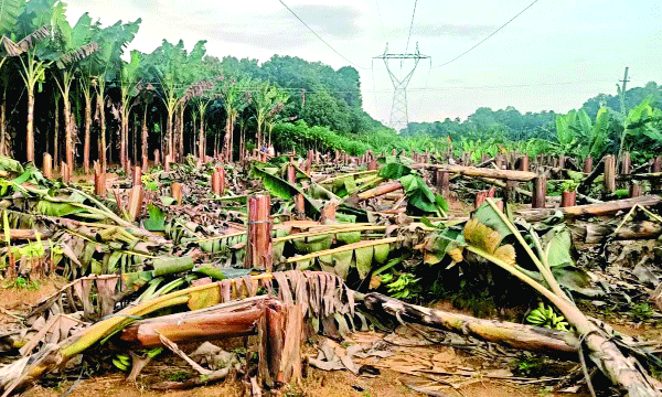 യുവകര്‍ഷനോട് കെ.എസ്.ഇ.ബി.യുടെ കൊലച്ചതി ; ഹൈടെന്‍ഷന്‍ ലൈനിനു കീഴിലെ വാഴത്തോട്ടം വെട്ടിനശിപ്പിച്ചു ; ഉടമയെ അറിയിക്കാതെ വെട്ടിമാറ്റിയത് 406 വാഴകള്‍