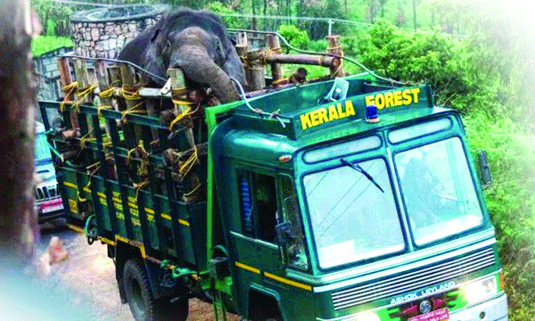 അരിക്കൊമ്പന്‍ ദൗത്യത്തിനു ചെലവഴിച്ച പണത്തിന്റെ കാര്യത്തിലും സര്‍ക്കാരിന് കണക്കില്ല ; ചെലവഴിച്ചത് 21 ലക്ഷം ; ഇതില്‍ 16 ലക്ഷം എതിലേ പോയെന്ന് വ്യക്തതയില്ല