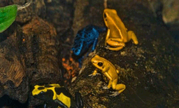 ലോകത്തിലെ അപകടകാരികളായ ജീവികളുടെ പട്ടികയിൽ രണ്ടിഞ്ച് വലിപ്പമുളള തവളകളും