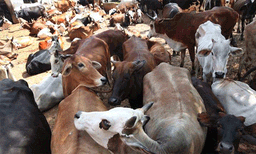 രാജ്യത്ത്  മൃഗസംരക്ഷണ സംവിധാനം ശക്തിപ്പെടുത്താൻ 25 മില്യൺ ഡോളറിന്റെ ഗ്രാന്റ് അനുവദിച്ച് G20 പാൻഡെമിക് ഫണ്ട്