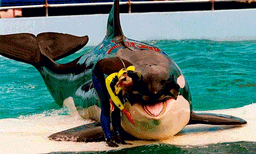 വര്‍ഷങ്ങള്‍ നീണ്ട ഏകാന്തവാസം: ഒടുവില്‍ കടല്‍ കാണാതെ വിടചൊല്ലി ലോലിത
