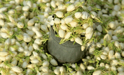 മുല്ലപ്പൂവ് കൈമുഴം കൊണ്ട് അളന്ന് വിൽപന; ആറ് കച്ചവടക്കാർക്കെതിരെ ലീഗൽ മെട്രോളജി  വകുപ്പ് കേസെടുത്തു  