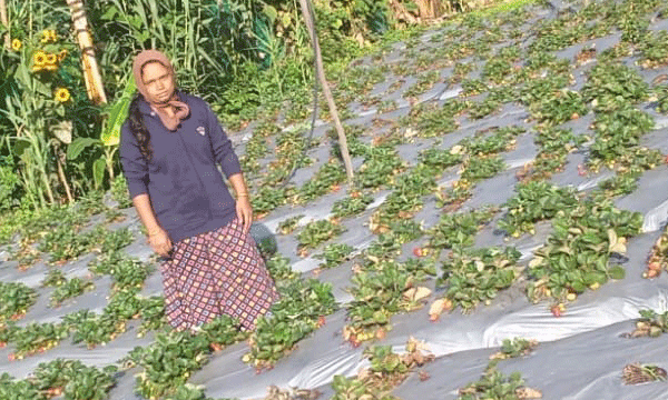 ആരു പറഞ്ഞു ഇവിടെ സ്‌ട്രോബറി ഉണ്ടാകില്ലെന്ന് ; വട്ടവടയിലെ വീട്ടമ്മ അഞ്ചു വര്‍ഷം മുമ്പ് വീട്ടുമുറ്റത്ത് തുടങ്ങിയ കൃഷി വന്‍ വിജയം ; കിലോയ്ക്ക് 500 രൂപ വരെ വില കിട്ടുന്നു