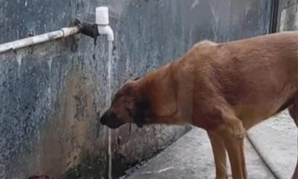 ദാഹിച്ച് വലഞ്ഞ് നായയ്ക്ക് കരുതലായി ഒരു സ്ത്രീ;  വീഡിയോ വൈറൽ