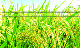 നെല്‍കര്‍ഷകരുടെ പണം: സംസ്ഥാന സര്‍ക്കാരിന്റെ വിഹിതം 7.92 രൂപമാത്രം ; കേന്ദ്ര സര്‍ക്കാര്‍ ഫണ്ട് അനുവദിക്കാത്തതെന്ന വാദം വാസ്തവവിരുദ്ധം 