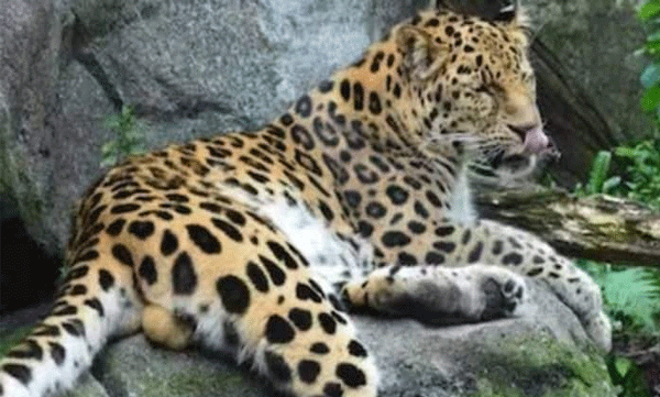  മനുഷ്യരും  പുള്ളിപ്പുലികളും ഒരുമിച്ചു  കഴിയുന്നൊരു ഗ്രാമം