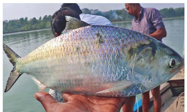  രണ്ട്  കിലോ മാത്രം തൂക്കം വരുന്ന മത്സ്യം  വിറ്റത് 19000 രൂപക്ക്