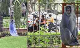 

ജി20യ്ക്ക് ഭീഷണിയായി കുരങ്ങന്മാര്‍: തുരത്താന്‍ ലങ്കൂര്‍ കുരങ്ങുകളുടെ കൗട്ടഔട്ട് സ്ഥാപിച്ച് അധികൃതര്‍ 