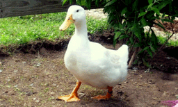 ഒരു താറാവ് വിറ്റു പോയത് 48,000 രൂപയ്ക്ക് ; കേക്ക് വിളിച്ചെടുത്തത് 20,000 ന്, ഓണം ബംമ്പര്‍ ലോട്ടറി വിളിച്ചത് 24,500 ന് ; ആദിയുടെ ചികിത്സയ്ക്ക് ആവേശത്തോടെ നാട്ടുകാര്‍ ലേലത്തിനിറങ്ങി 