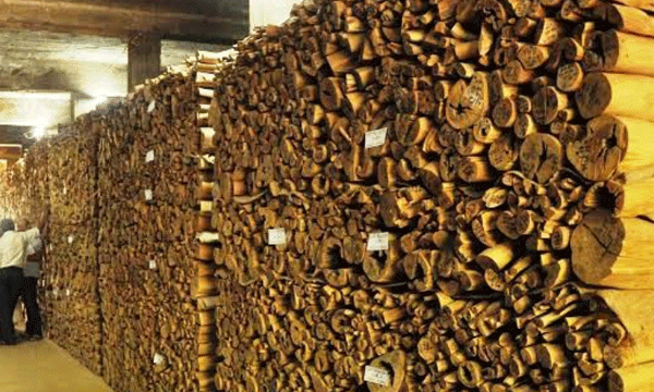 മറയൂരിലെ 169 ലോട്ടുകളിലായി 68.632 ടണ്‍ ചന്ദനം ലേലത്തിന് ; കോവിഡിന് മുമ്പ് നടന്ന ലേലത്തില്‍ സര്‍ക്കാരിന് കിട്ടിയത്  80 കോടി രൂപ ; നടക്കുന്നത് ഈ വര്‍ഷത്തെ രണ്ടാമത്തെ ലേലം