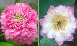 താമര നട്ടു വളര്‍ത്തിയാല്‍ ഐശ്വര്യം നേടാം