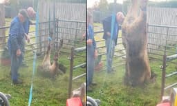 മേയുന്നതിനിടയില്‍ കുഴിയിലേക്ക് തലകുത്തി വീണ് പശു: അതിവിദഗ്ധമായി പുറത്തെടുത്ത് അധികൃതര്‍, വീഡിയോ വൈറല്‍ 