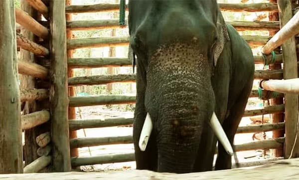 പിടി 7ന്റെ രണ്ടു കണ്ണുകള്‍ക്കും തിമിരം; നിലവിലെ സാഹചര്യത്തില്‍ ശസ്ത്രക്രിയ അസാധ്യം 
