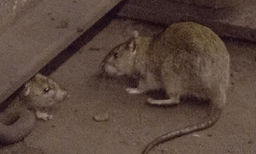 റെയില്‍വേയുടെ ലഖ്നൗ ഡിവിഷന്‍ എലിയെ പിടിക്കാന്‍ ചെലവഴിച്ചത് 69.5 ലക്ഷം ; ഒരു എലിയെ പിടിക്കാന്‍ 41,000 രൂപ...!!