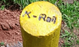 കെ.റെയില്‍ സമരസമിതി പ്രതിഷേധത്തില്‍ വെച്ച 'സമരവാഴ' കുലച്ചു ; ഇന്ന് വിളവെടുപ്പ് , വാഴക്കുലകള്‍ ലേലത്തിന് വെയ്ക്കും ; സമാഹരിക്കുന്ന തുക ചെങ്ങന്നൂരിലെ തങ്കമ്മയുടെ വീടുപണിയ്ക്ക് നല്‍കും