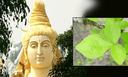 കൂവള മാഹാത്മ്യം