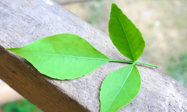 കൂവള മാഹാത്മ്യം