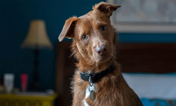  നായകള്‍ക്ക് വരുന്ന ബ്രൂസെല്ല കാനിസ് രോഗം മൂന്ന് ബ്രിട്ടീഷ് പൗരന്മാരില്‍ കണ്ടെത്തി 