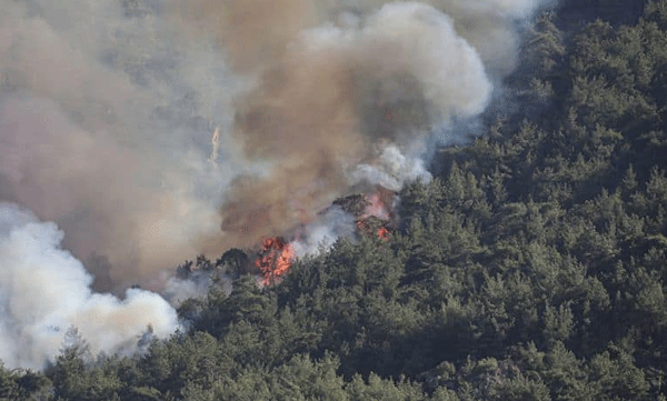 പടക്കം പൊട്ടിച്ച് തമാശ: കത്തിനശിച്ചത് 28 ഏക്കര്‍: 16 കാരന്‍ പിടിയില്‍ 
