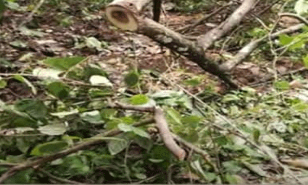 ചന്ദന മോഷണ സംഘത്തിലെ രണ്ട് പേർ  അറസ്റ്റിൽ