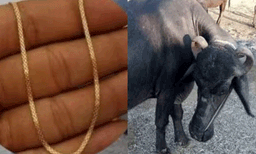 പോത്തിന്റെ വയറ്റില്‍ മൂന്നര പവന്റെ സ്വര്‍ണ്ണമാല: ശസ്ത്രക്രിയയിലൂടെ പുറത്തെടുത്ത് ഡോക്ടര്‍ 
