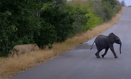 കാട്ടില്‍ ഒറ്റപ്പെട്ടുപോയ കുട്ടിയാനയെ വേട്ടയാടന്‍ തക്കം പാര്‍ത്ത് സിംഹങ്ങള്‍: ഞെട്ടിക്കുന്ന ദൃശ്യങ്ങള്‍ വൈറല്‍
