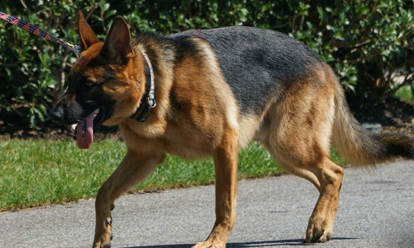 ജോ ബൈഡന്റെ വൈറ്റ് ഹൗസിലെ നായയെ ഒടുവില്‍ മാറ്റി ; ജര്‍മ്മന്‍ ഷെപ്പേഡ് കടിച്ചത്  11 ലധികം സ്റ്റാഫുകളെ 