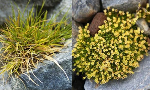 അന്റാര്‍ട്ടിക്കയില്‍ ആശങ്ക സൃഷ്ടിച്ച് പൂച്ചെടികളുടെ വ്യാപക വളര്‍ച്ച: ശുഭ സൂചനയല്ലെന്ന് ഗവേഷകര്‍ 
