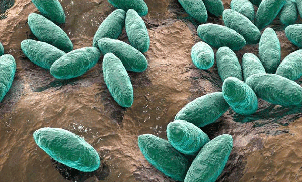 തിരുവനന്തപുരത്ത് ജന്തുജന്യ രോഗമായ ബ്രൂസെല്ലോസിസ് സ്ഥിരീകരിച്ചു