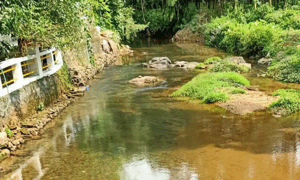 അമോണിയ ചേര്‍ത്ത  റബര്‍മിശ്രിതം കയറ്റിവന്ന ടാങ്കര്‍ ലോറി മറിഞ്ഞു ;  15 കിലോമീറ്ററിലേറെ മീനച്ചിലാര്‍ വരെ തോട് മലിനപ്പെട്ടു ; വെള്ളത്തിന് പാല്‍ നിറമായി, മീനുകളും ചത്തുപൊങ്ങി