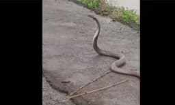 മൂര്‍ഖന്റെ പിറന്നാള്‍ ആഘോഷമാക്കി ഒരു കൂട്ടം യുവാക്കള്‍; മുന്നില്‍ പത്തി വിടര്‍ത്തി നിന്ന് പാമ്പ് 